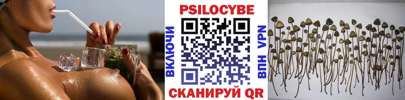 Галлюциногенные грибы Psilocybine cubensis Лабинск